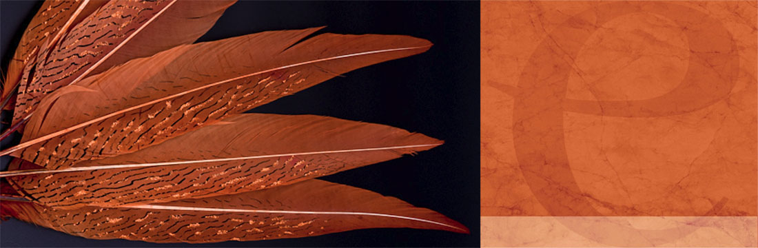 Vogelfedern-Verziert Vogelfedern-Verziert